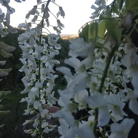 Delle Camelie *